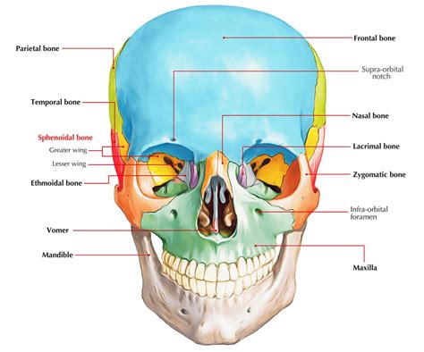 wing sphenoid bone – Recherche Google | Skull anatomy, Bones, Anatomy