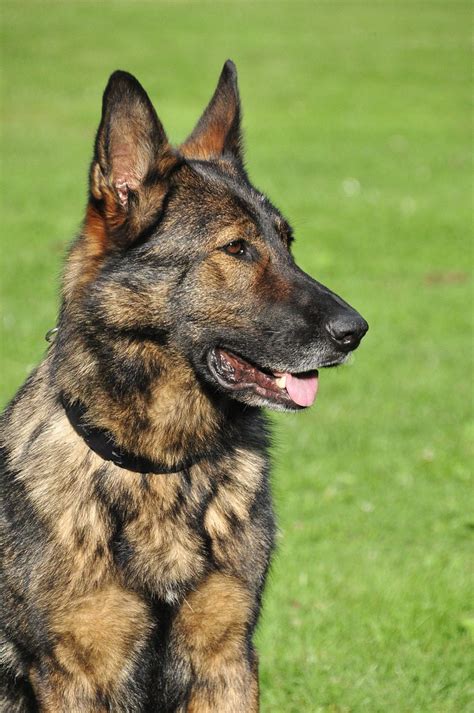 Top 10 what is a sable german shepherd You Need To Know