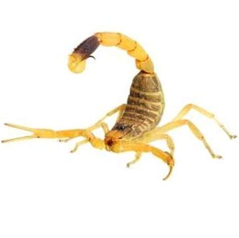 Deathstalker Scorpion - Wildlife Facts