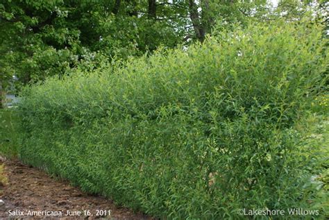 Willows: Living Willow Fence - one year later.......