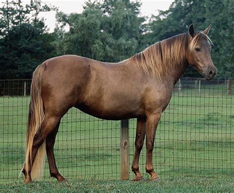 Positively Charmed 2007 black silver Morgan filly | Horses, Rare horses ...