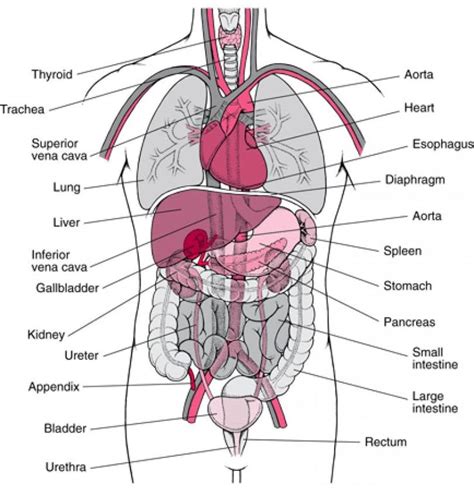 Human Body Organ Positions | Random | Pinterest | Human body, Search ...