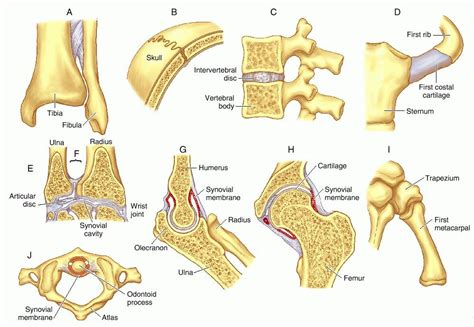 an image of different types of bones and their functions in the human ...