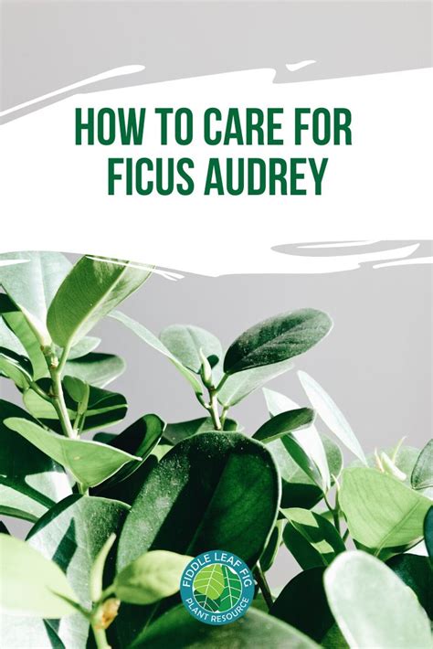 How to Care for Ficus Audrey | Ficus, Plants, Ficus tree indoor