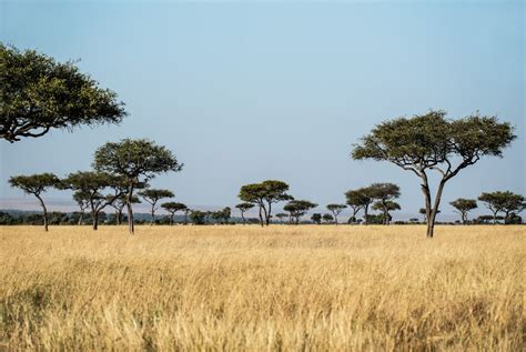 African Savanna Pictures | Download Free Images on Unsplash