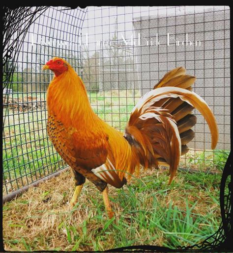 List of gamefowl breeds - warewa