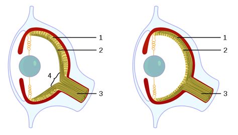 Caerbannog vertebrate octopus eye Evolution_eye - Jon Lieff, MD