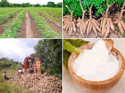 Economic importance of cassava starch production_Industry news