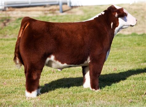 RCC Blog: Rodgers Bulls | Show cattle, Show cows, Hereford cattle