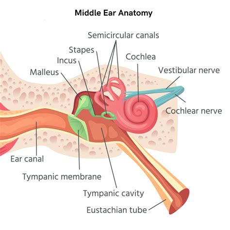 The Anatomy of the Middle Ear - AudioCardio - Sound Therapy
