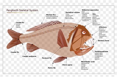 Angler Fish Anatomy - Anatomy Book