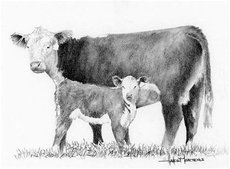 How To Draw A Cow Calf - Draw easy