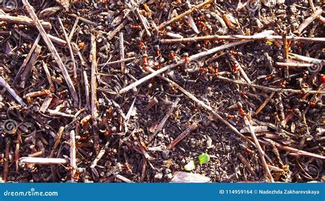 Anthill in the woods. stock photo. Image of ants, nature - 114959164