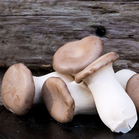 Eryngii (King Oyster) Mushrooms Fresh UK Delivery – Smithy Mushrooms | Exotic Fresh & Dried Wild