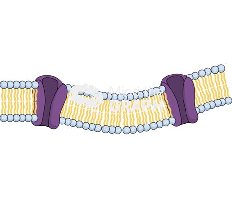 Cell membrane structure transport 2