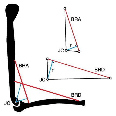 AN EASY CASE: MOMENT ARM IS DISTANCE FROM LINE OF ACTION TO JOINT ...