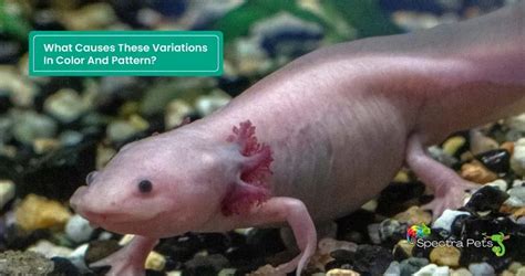 15 Fascinating Axolotl Color Morphs: [Diversity Of Nature]