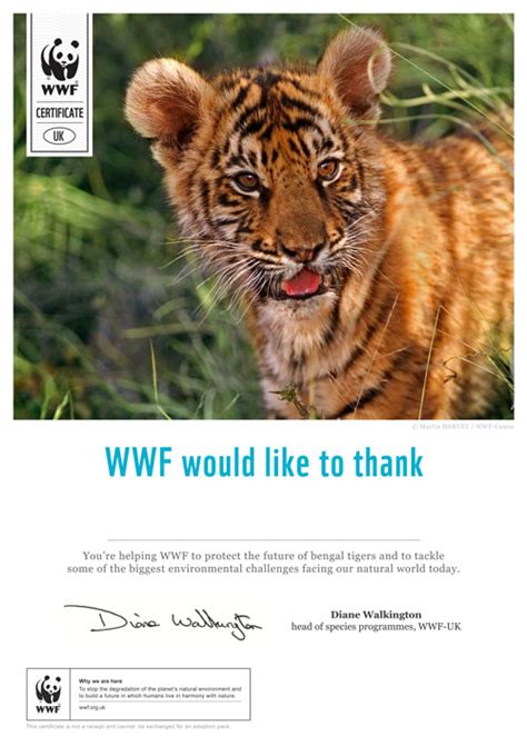 Tiger Experience: Adopt a tiger today with WWF UK