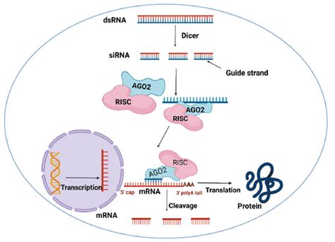 siRNA Therapeutics: Current Status & Delivery System | Biopharma PEG