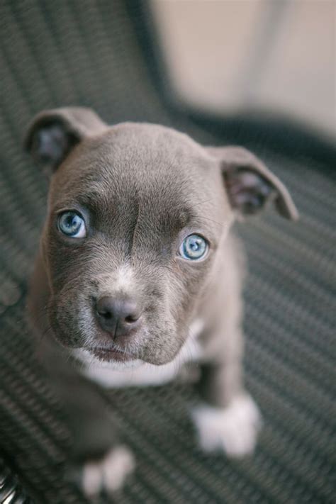 The 25+ best Cute pitbull puppies ideas on Pinterest | Cute pitbulls, Pit puppies and Puppy pitbulls