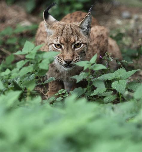 Close-up On A Feline Eye - Eurasian Lynx Stock Photo - Image of background, animal: 9537748