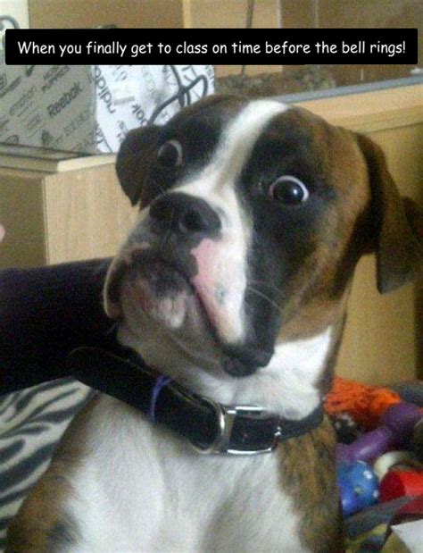 Blankie the Shocked Dog Memes - Piñata Farms - The best meme generator ...