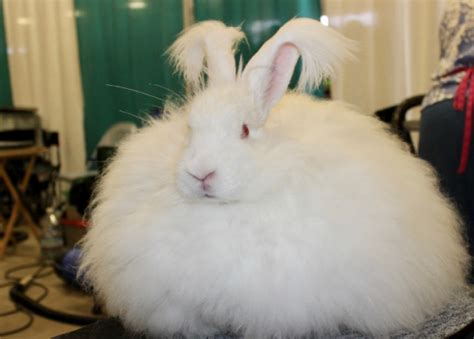 NARBC - National Angora Rabbit Breeders Association