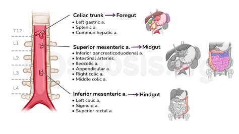 Anatomy of the abdominal viscera: Blood supply of the foregut, midgut ...