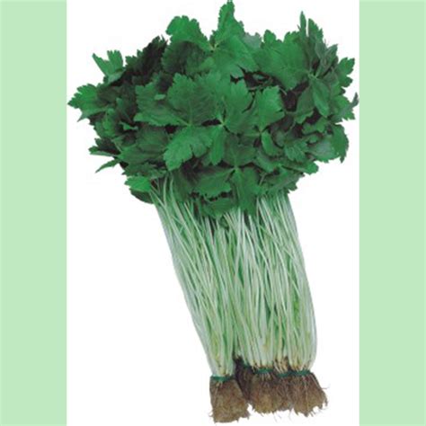 Japanese Parsley Mitsuba Seeds - MotoSoko Marketplace