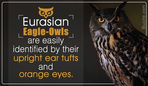 Interestingly Staggering Facts About the Eurasian Eagle-Owl - Bird Eden