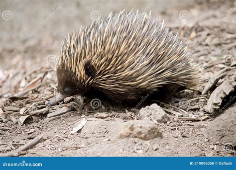 The Echidna is Walking Looking for Food Stock Photo - Image of cream, short: 219096058