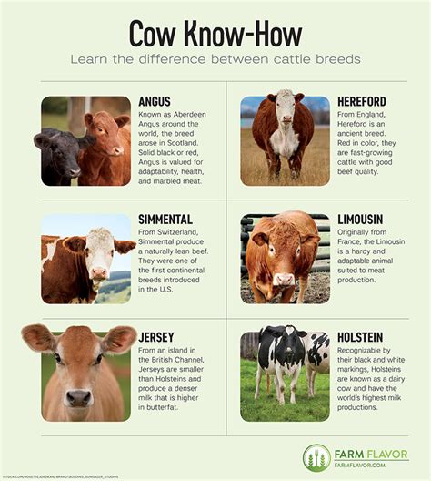 Various Breeds Of Cows Chart, Svg, Png, Jpg | lupon.gov.ph