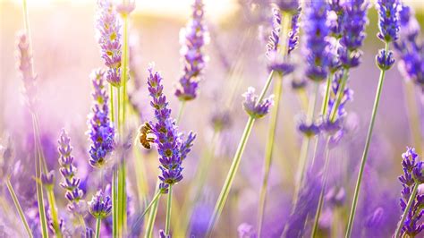 Beautiful Lavender Flowers with Bee