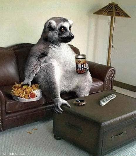 Lazy lemur | Strange animals Wiki | FANDOM powered by Wikia