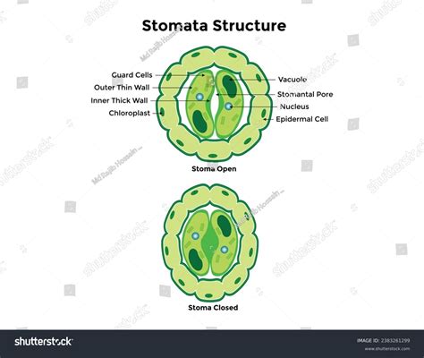 Stomata Opening Closing Vector Illustration Labeled Stock Vector ...