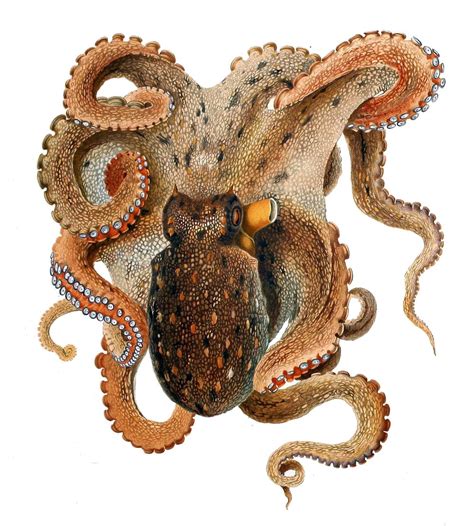 Octopus vulgaris | Free Photo - rawpixel