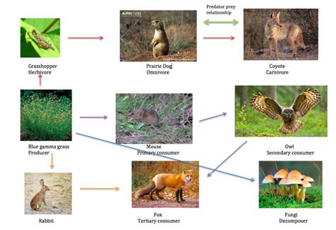 Temperate Grassland Food Web - slidesharetrick