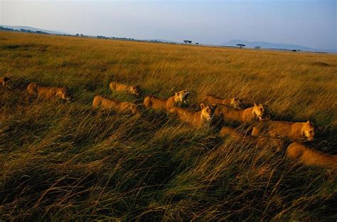 A Pride Of African Lions Walk Photograph by Michael Nichols