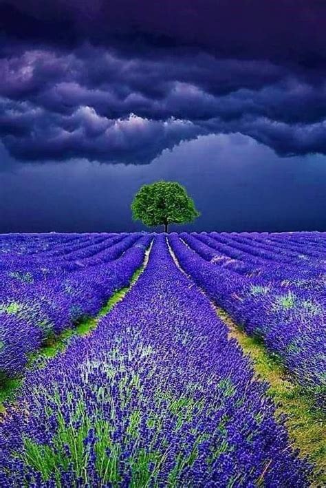 Pin by mabel tejera on MI MUNDO EN LAVANDA | Beautiful nature ...