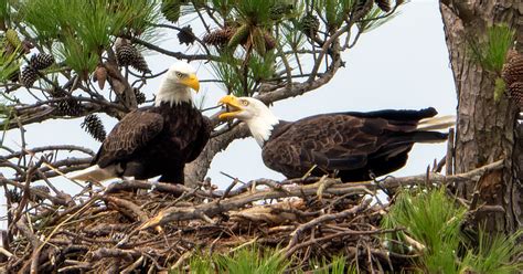 Bald Eagle Facts | Friends of Blackwater NWR