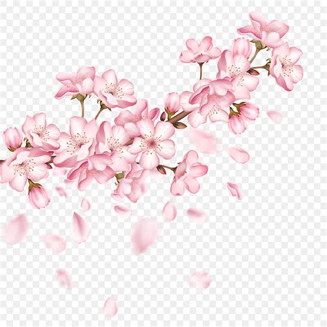 Cherry Blossom Clipart