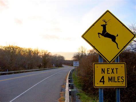 DOT officials remind Iowa drivers that deer cannot read road signs