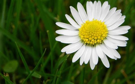 Daisy Wallpapers - Wallpaper Cave