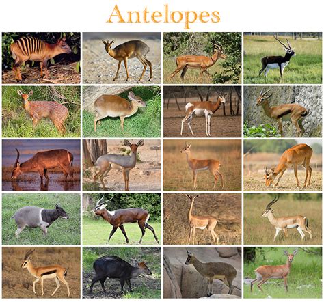 Animals - Antelopes Quiz - By kfastic