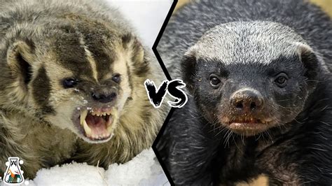 American Badger vs Honey Badger - Which is Tougher and Could Win a Fight? - YouTube