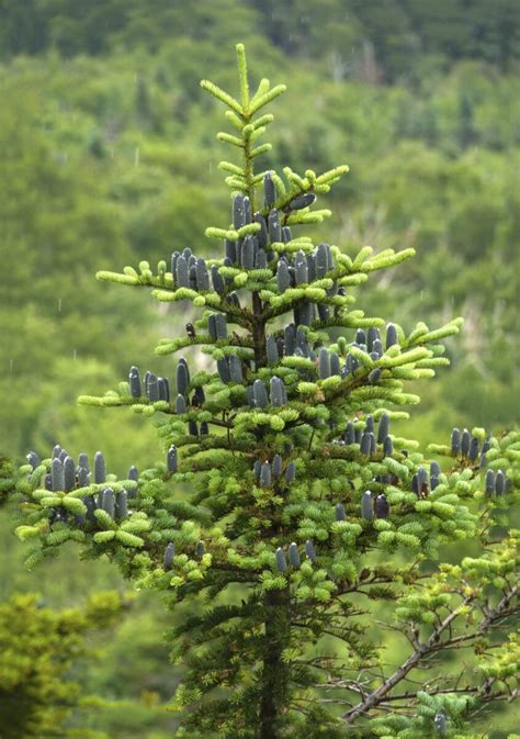 Balsam Fir - Abies Balsamea | Conifers | Cold Stream Farm