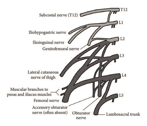 Illustrations ((a) and (b)) showing the anatomy of the lumbar plexus,... | Download Scientific ...