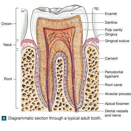 tooth cross section Diagram | Quizlet