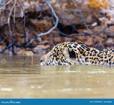 Extreme Close Up of Jaguar Swimming in Fresh Water River in Pantanal ...