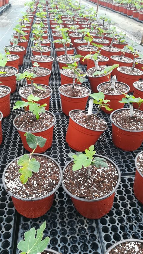 Fig tree propagation in Mexico - Technology for growing